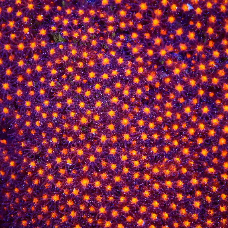 JF Sunset Stylocoeniella Coral - TSA Coral