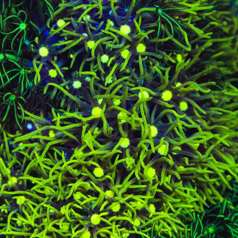Metallic Green Center Star Polyp Coral - TSA Coral