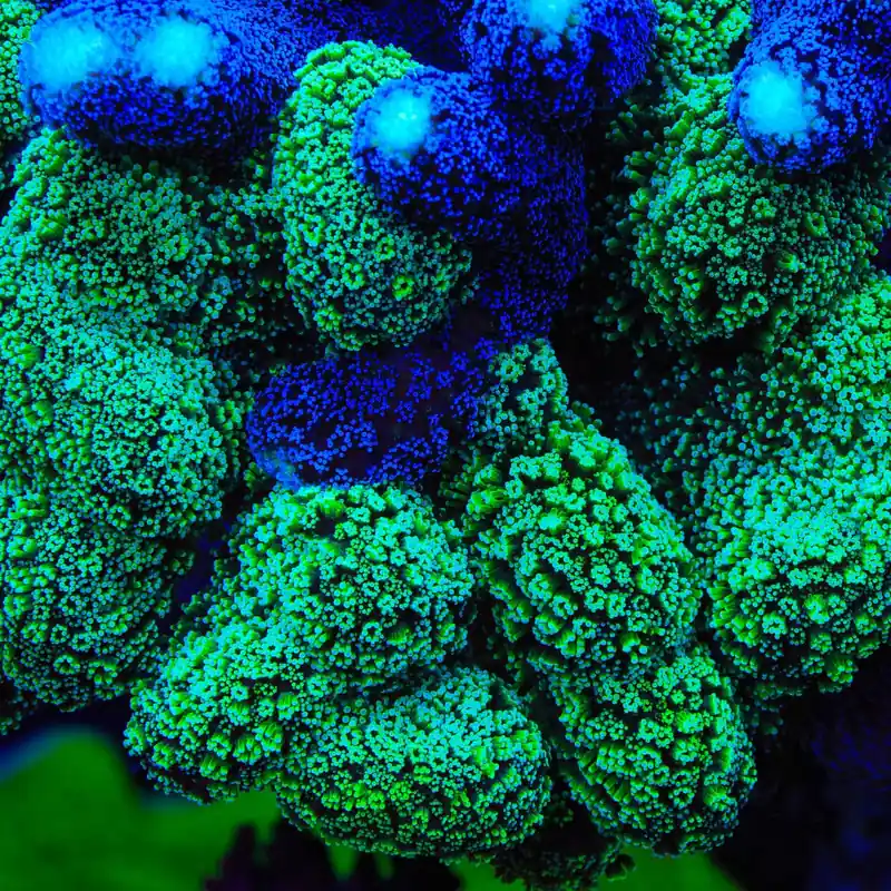 TSA Double Trouble Stylophora Coral - TSA Coral