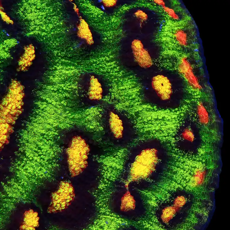 JF Raja Rampage Chalice Coral - TSA Coral