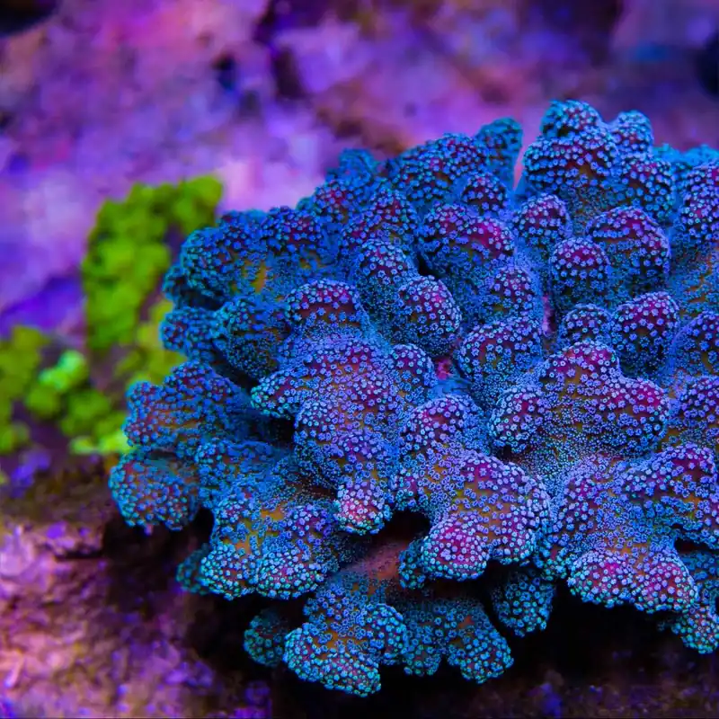ORA Stellar Stylophora Coral - TSA Coral
