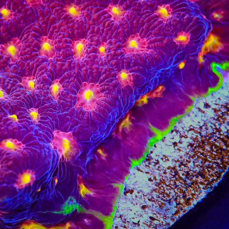 Skittles Favia Coral - TSA Coral