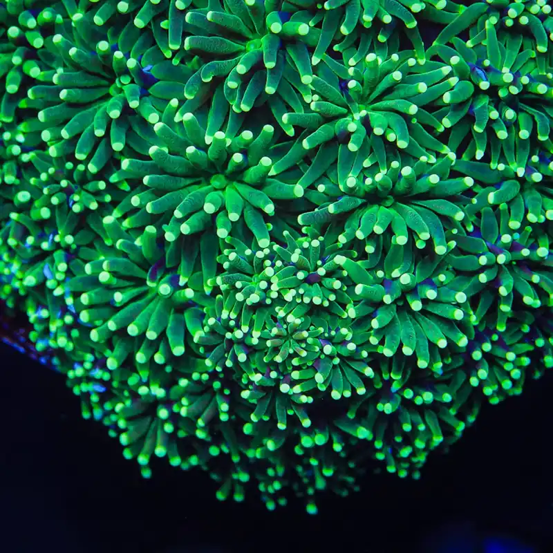 TSA Evergreen Galaxea Coral - TSA Coral