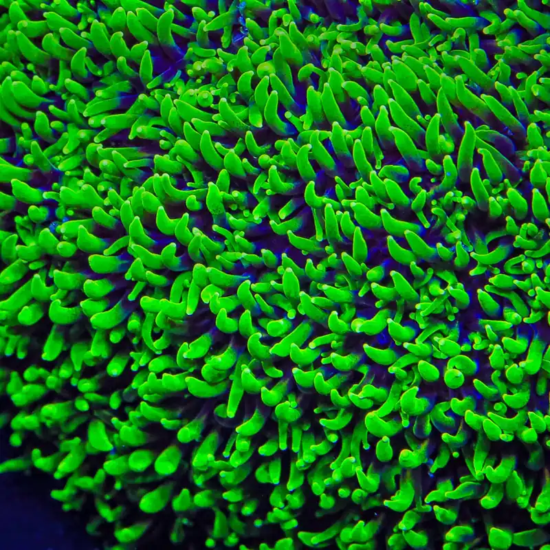 TSA Super Sonic Galaxea Coral - TSA Coral