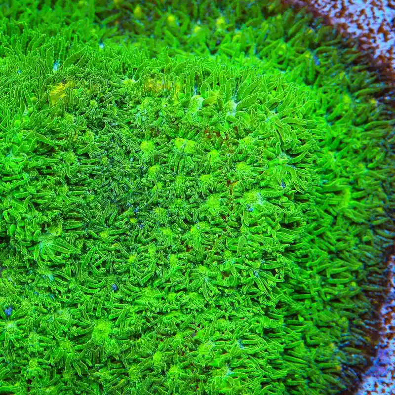 TSA Jade Leptastrea Coral - TSA Coral