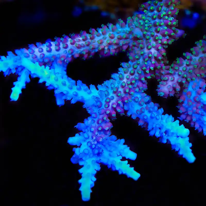 TSA Snozzberry Acropora Coral - TSA Coral