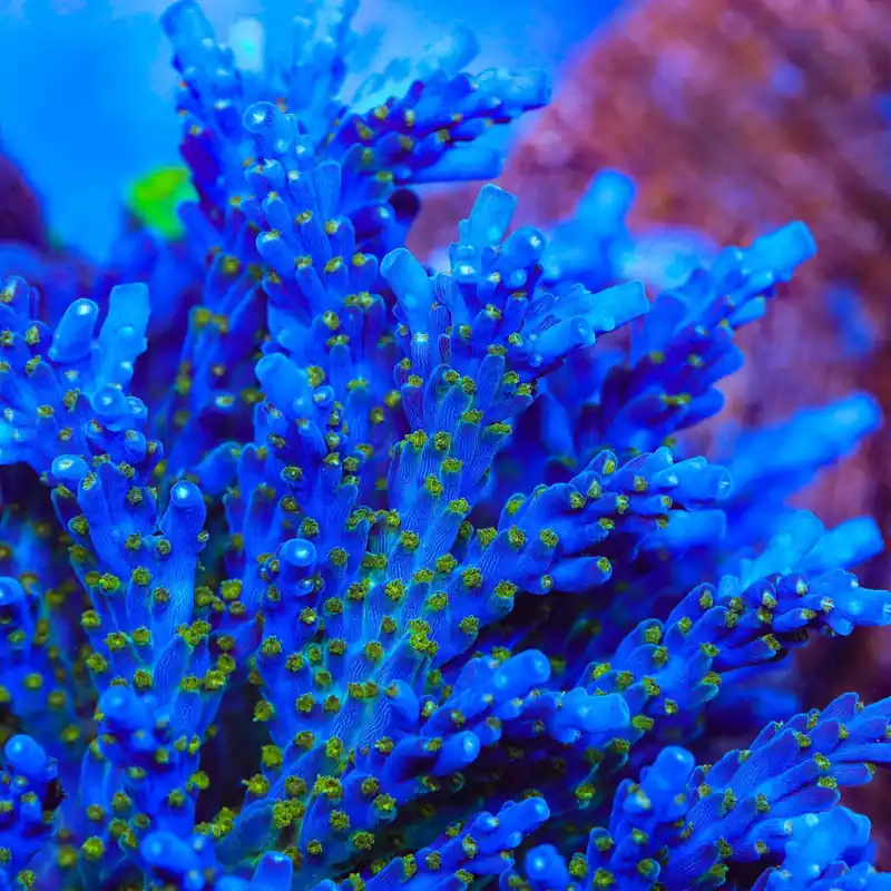 Tricolor Valida Acropora Coral - TSA Coral