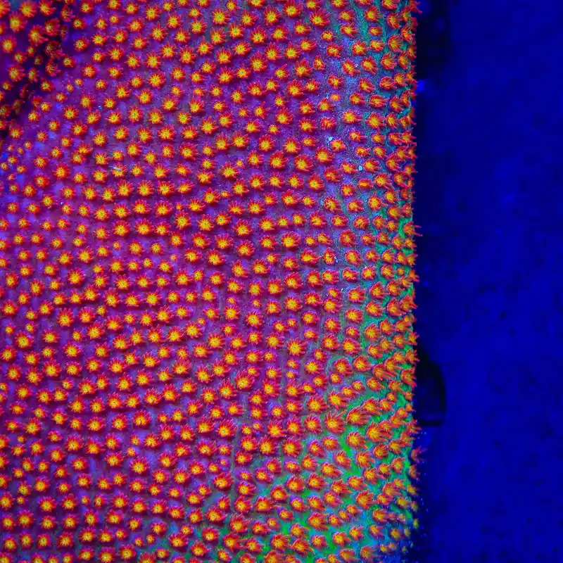 SR Supreme Stylocoeniella Coral - TSA Coral