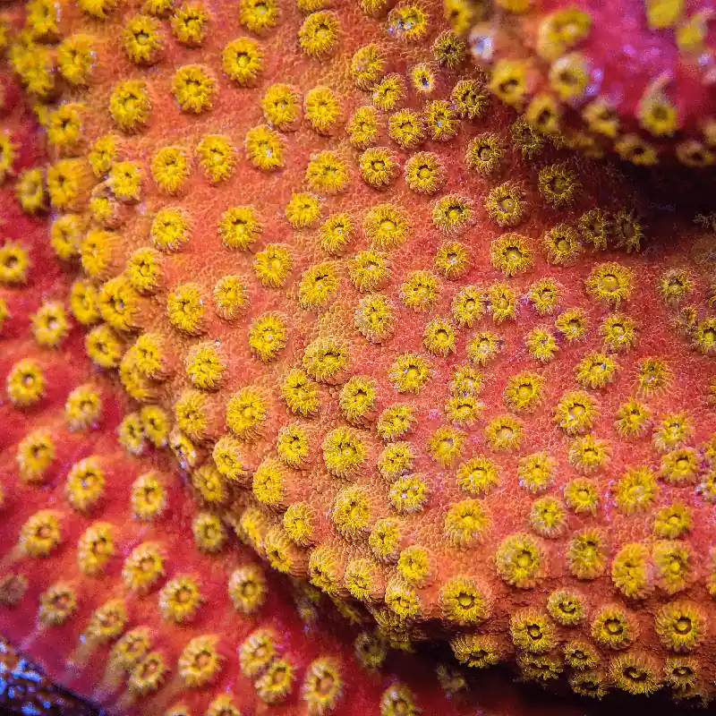 24K Gold Cyphastrea Coral - TSA Coral