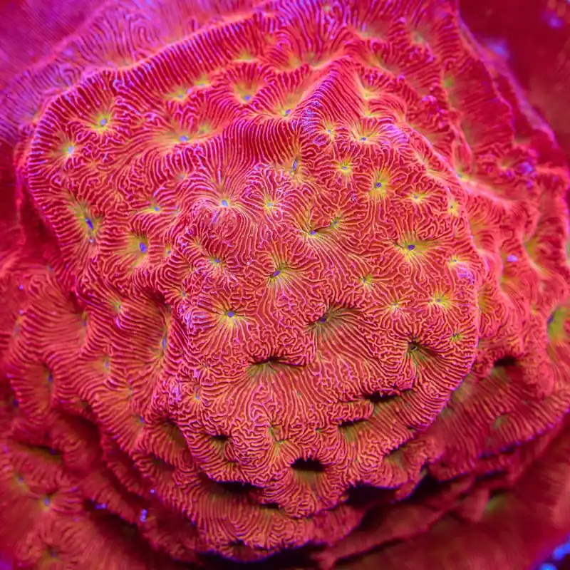 TSA Blood Simple Leptoseris Coral - TSA Coral