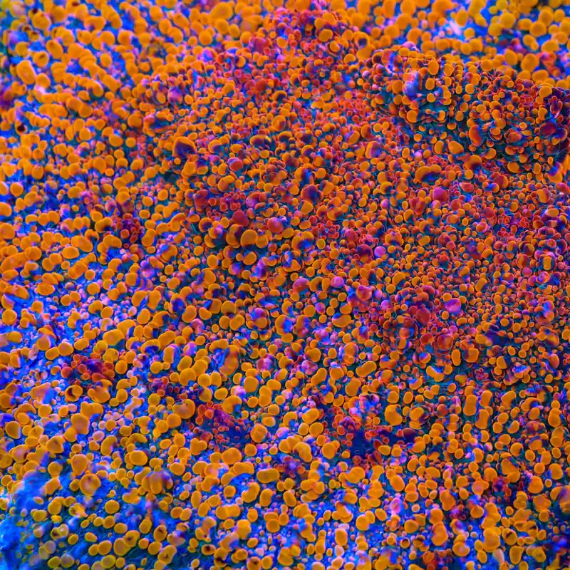 CC Cloudberry Chalice Coral - TSA Coral