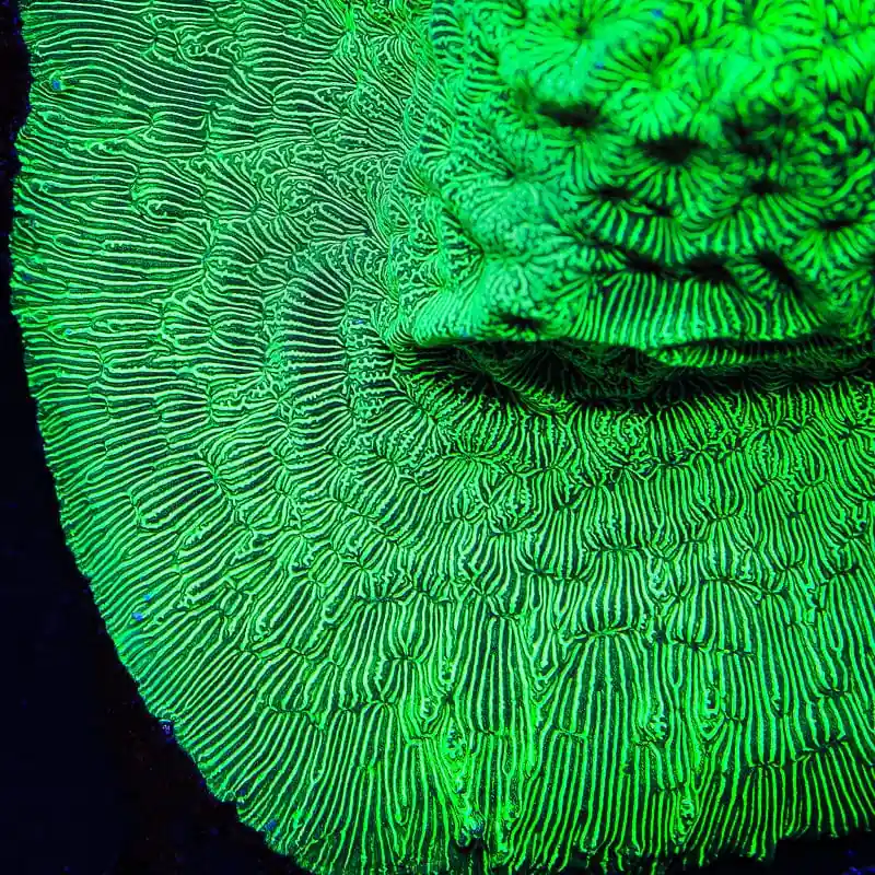 TSA Hulk Leptoseris Coral - TSA Coral