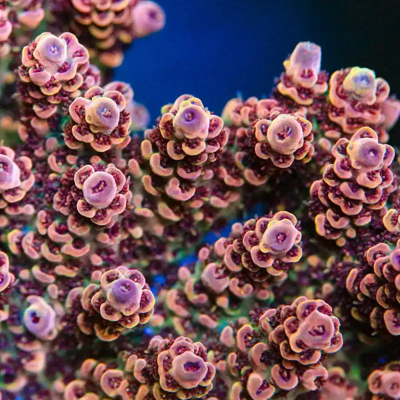 TSA Habanero Acropora Coral - TSA Coral