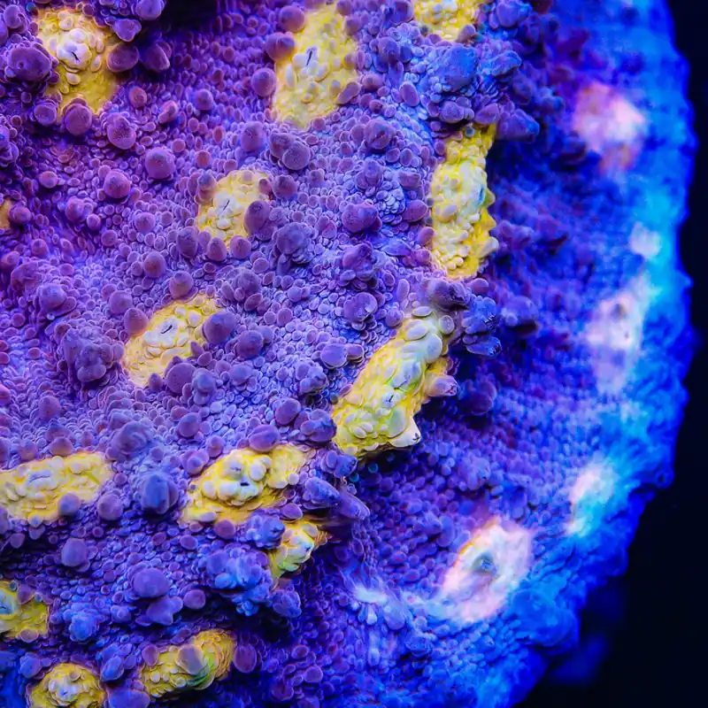 ORA Easter Egg Chalice Coral - TSA Coral