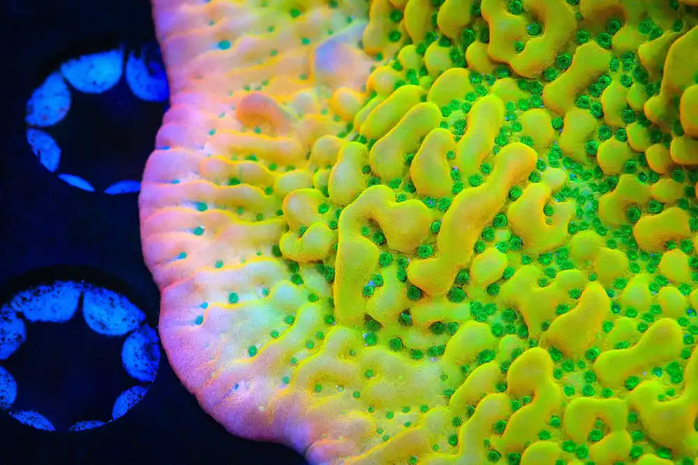 TSA Pink Halo Montipora Coral - TSA Coral