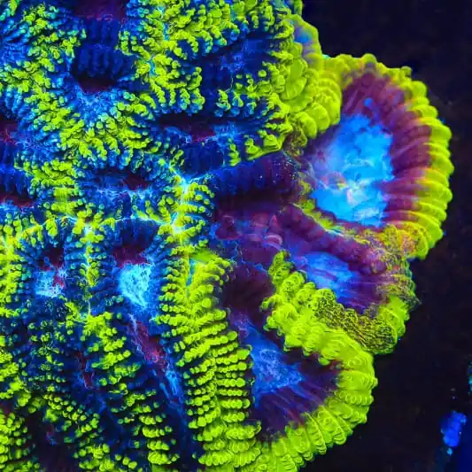 TSA Black Mamba Favia Coral - TSA Coral