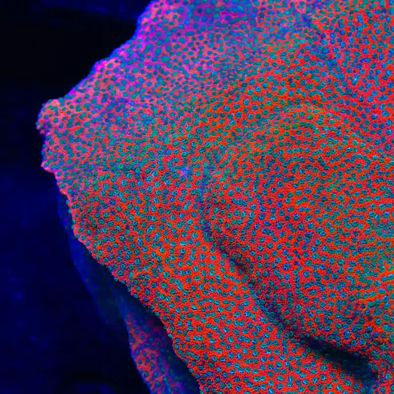 TSA Megachrome Montipora Coral - TSA Coral