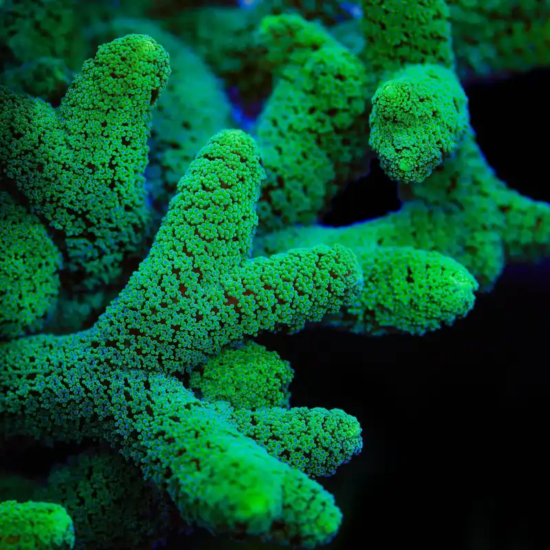 TSA Fuzzy Birdsnest Coral - TSA Coral