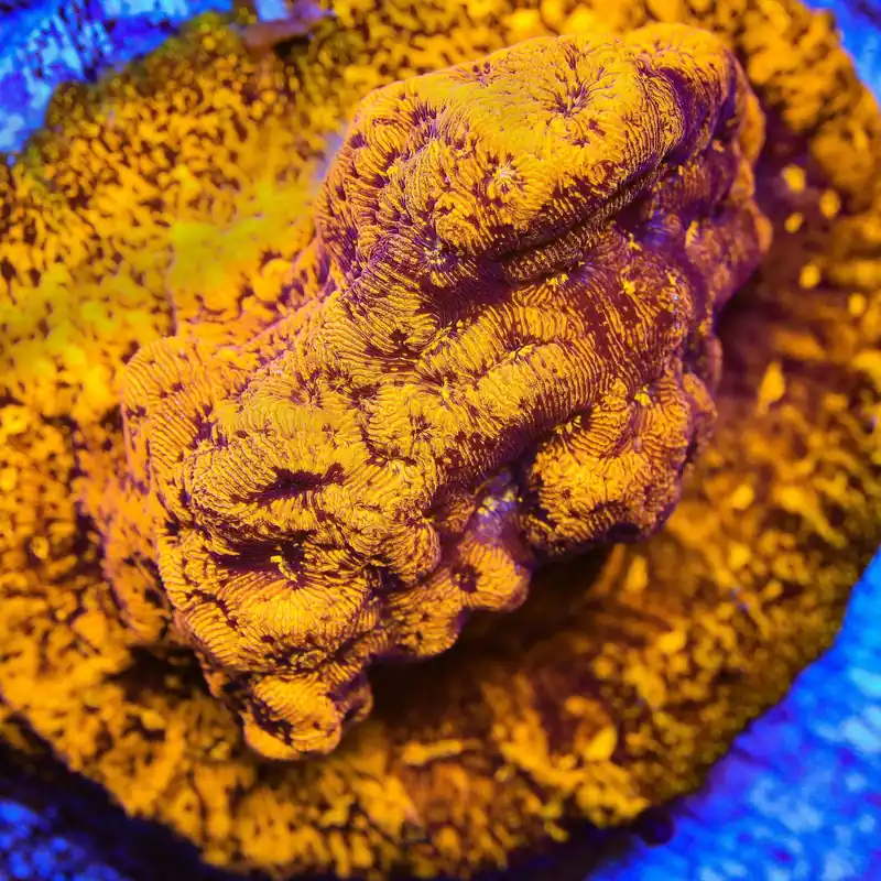 TSA Goldschlager Leptoseris Coral - TSA Coral