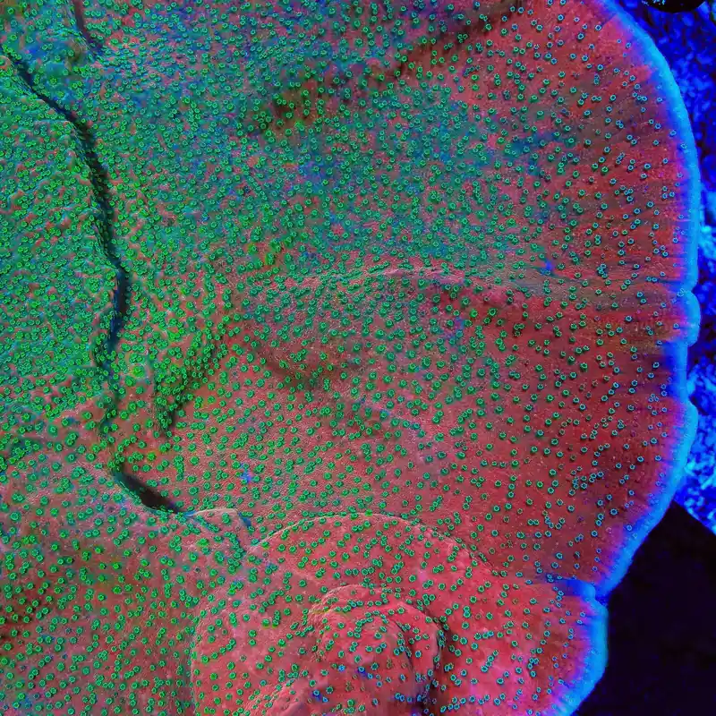 TSA Apple Jacks Montipora Cap Coral - TSA Coral