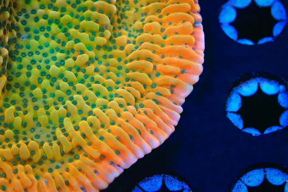 TSA Kaboom Montipora Coral - TSA Coral