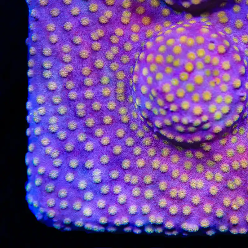 ACI Sunrise Cyphastrea Coral - TSA Coral