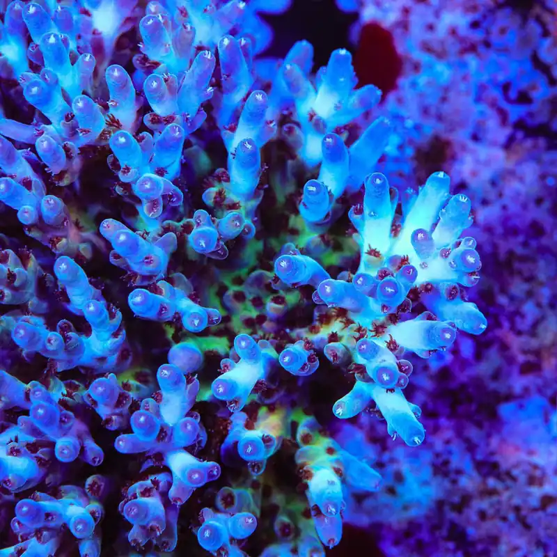 RRC Shazam Acropora Coral - TSA Coral