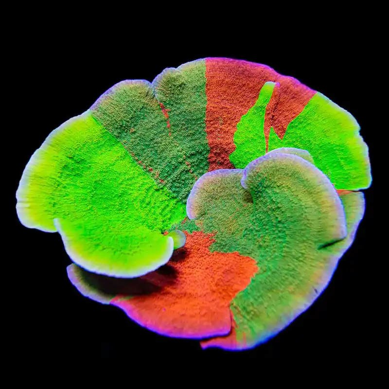 TSA Mind Meld Triple Grafted Montipora Coral - TSA Coral