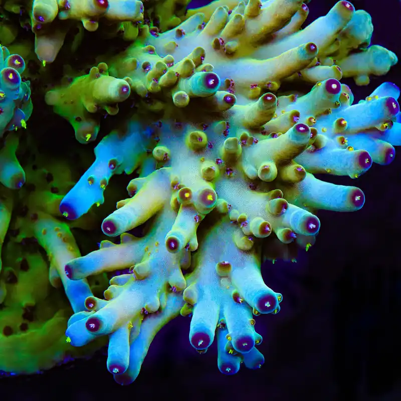 TSA Appletini Acropora Coral - TSA Coral