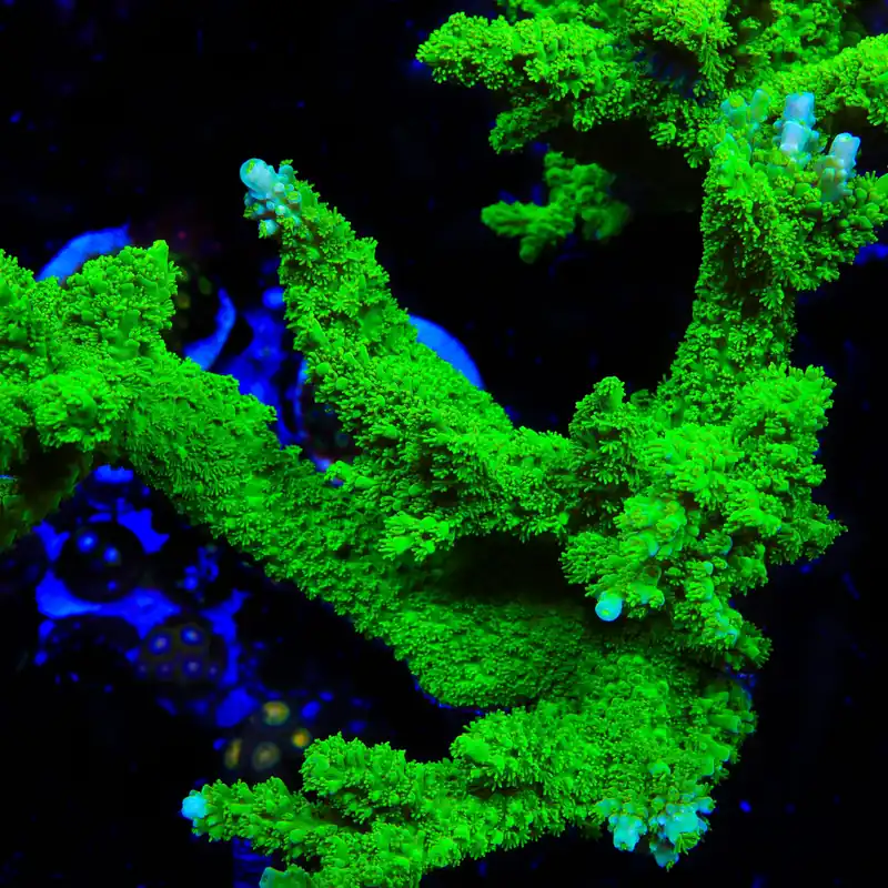 Green Slimer Stag Acropora Coral - TSA Coral