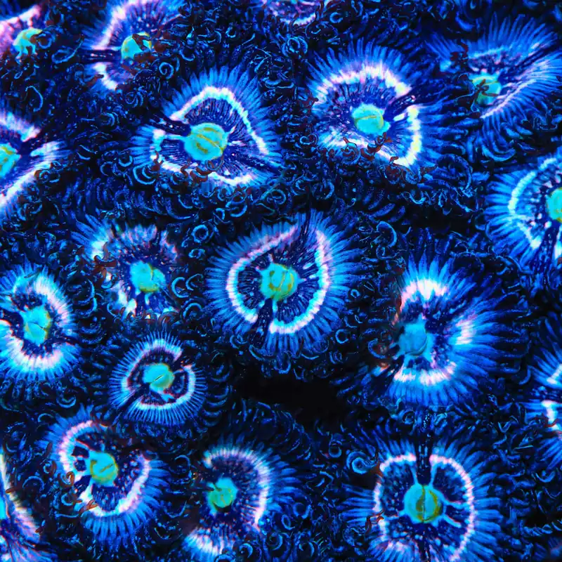 TSA Helter Skelter Zoanthids Coral - TSA Coral