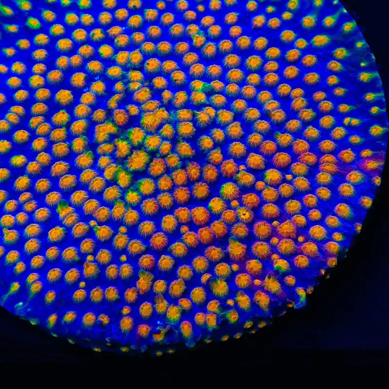 CB Monet Madness Cyphastrea Coral - TSA Coral