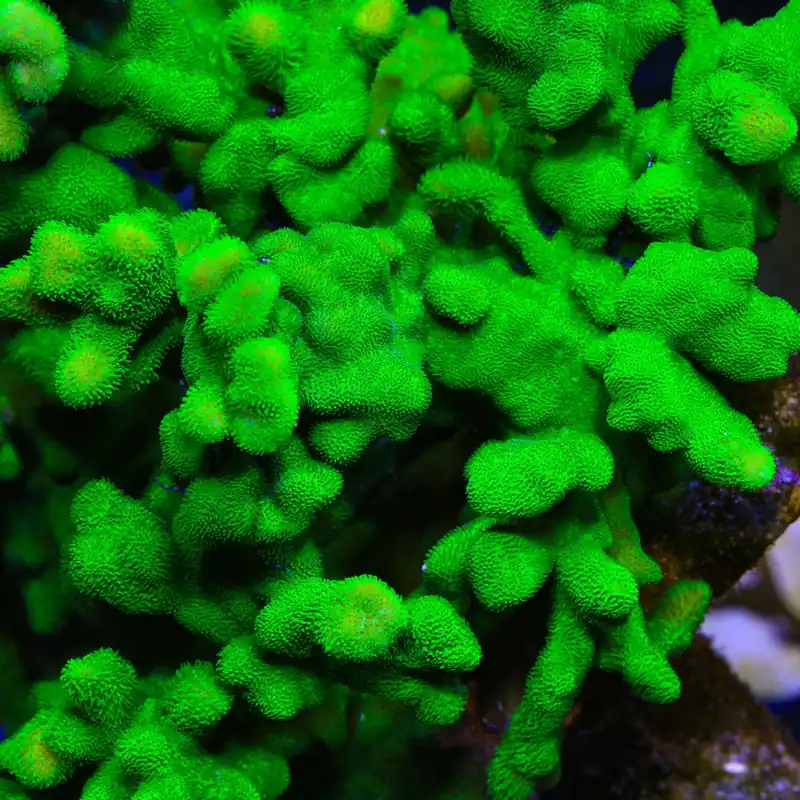 Kelly Green Psammocora Coral - TSA Coral