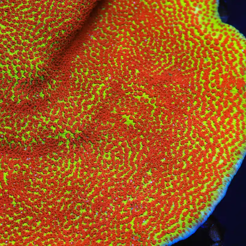 TSA Happy Meal Montipora Coral - TSA Coral