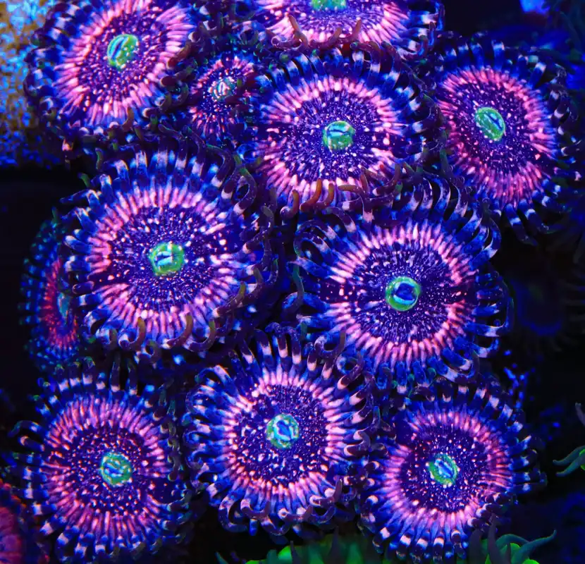 Pink Zipper Zoanthids Coral - TSA Coral