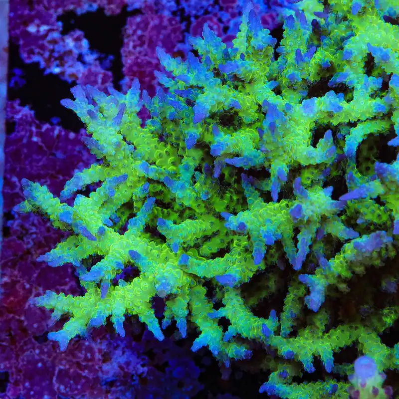 ORA Ponape Birdsnest Coral - TSA Coral