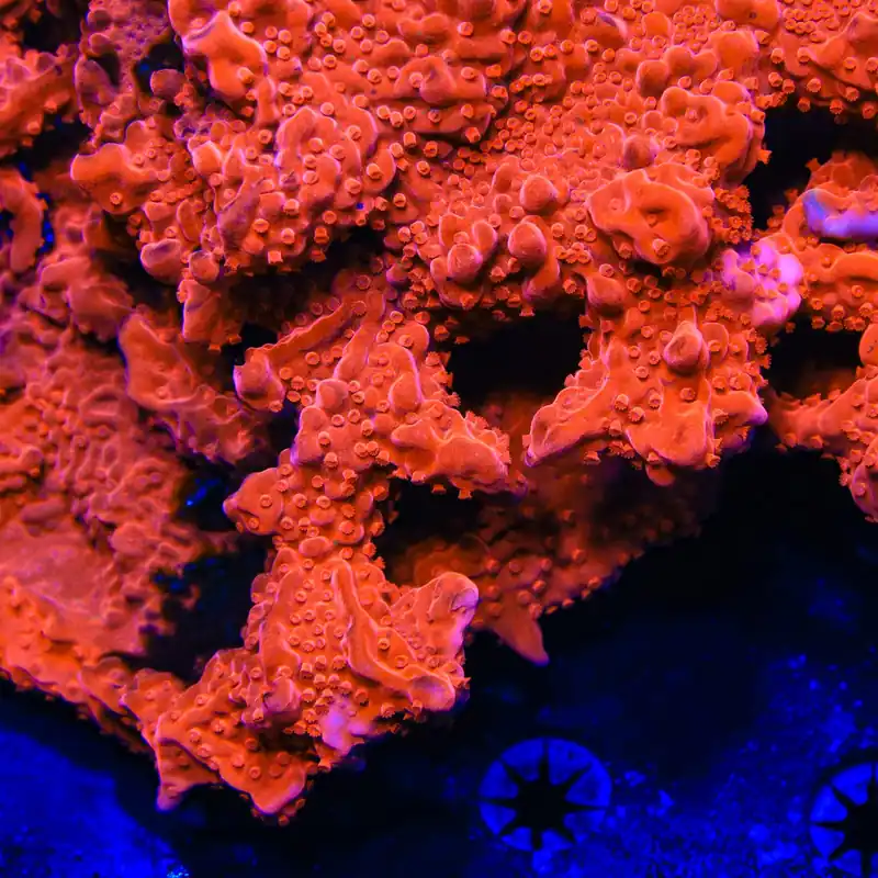 Red Setosa Montipora Coral - TSA Coral