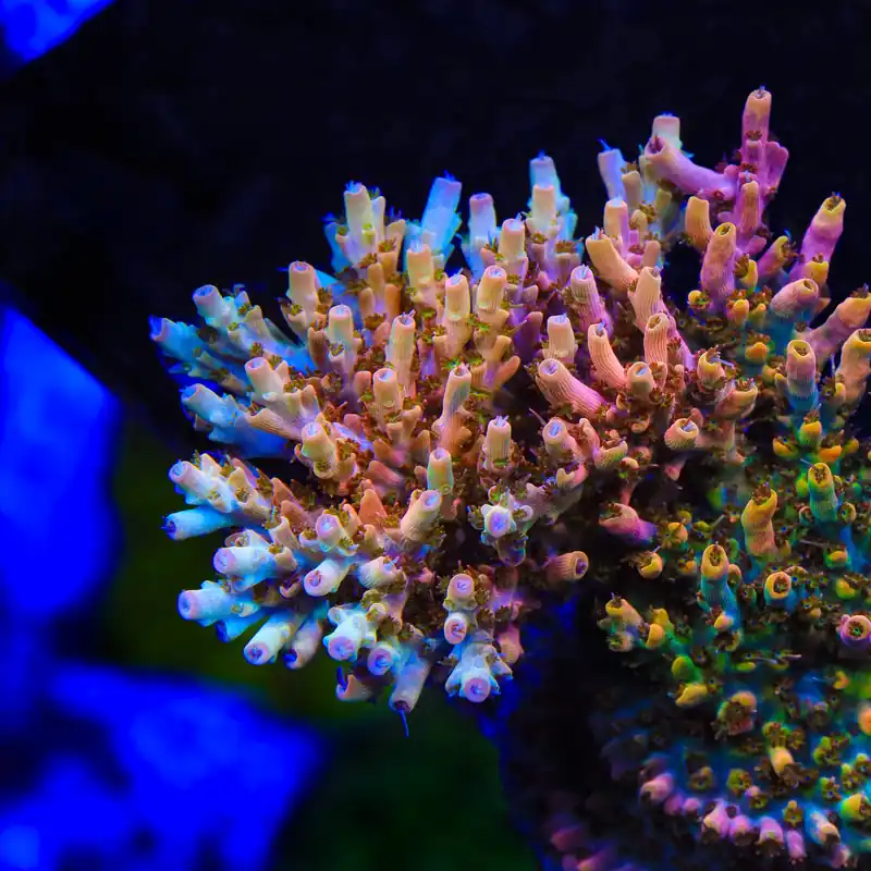 TSA Flower Bomb Acropora Coral - TSA Coral