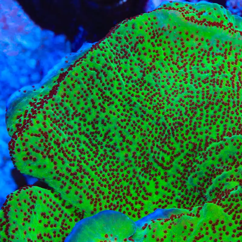 Jedi Mind Trick Montipora Coral - TSA Coral