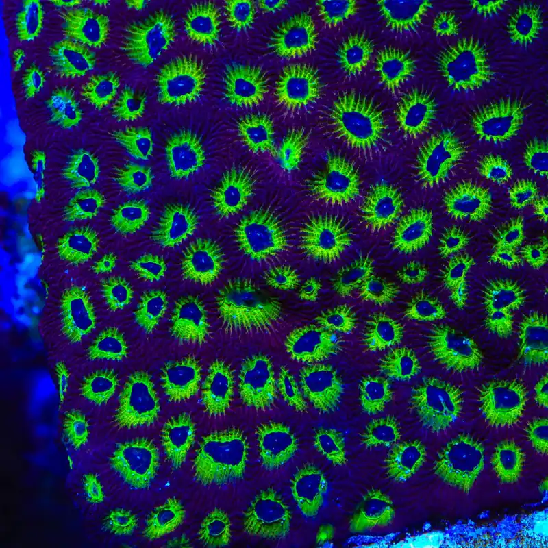 RR Spicy Lemon Favia Coral - TSA Coral