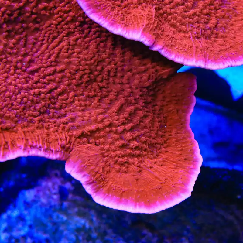 Red Montipora Cap Coral - TSA Coral