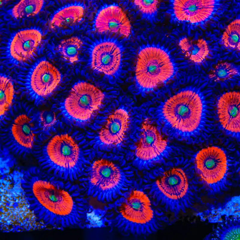 Everlasting Gobstopper Zoanthids Coral - TSA Coral