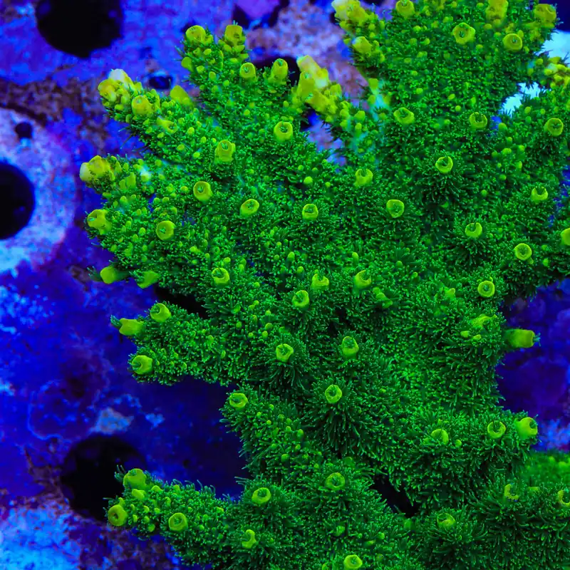 ORA Green Planet Acropora Coral - TSA Coral