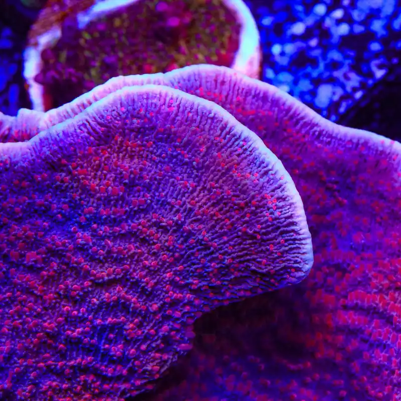 TSA Periwinkle Passion Montipora Cap Coral - TSA Coral
