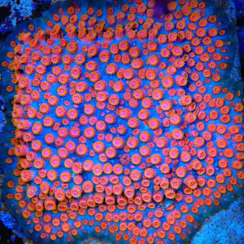 Bizarro Cyphastrea Coral - TSA Coral