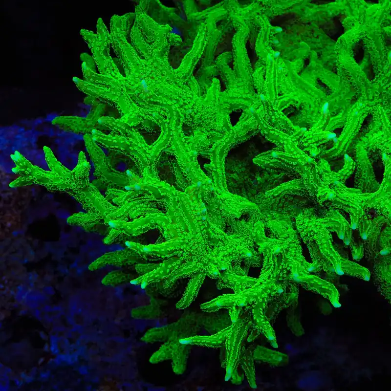 TSA Jade Dragon Birdsnest Coral - TSA Coral