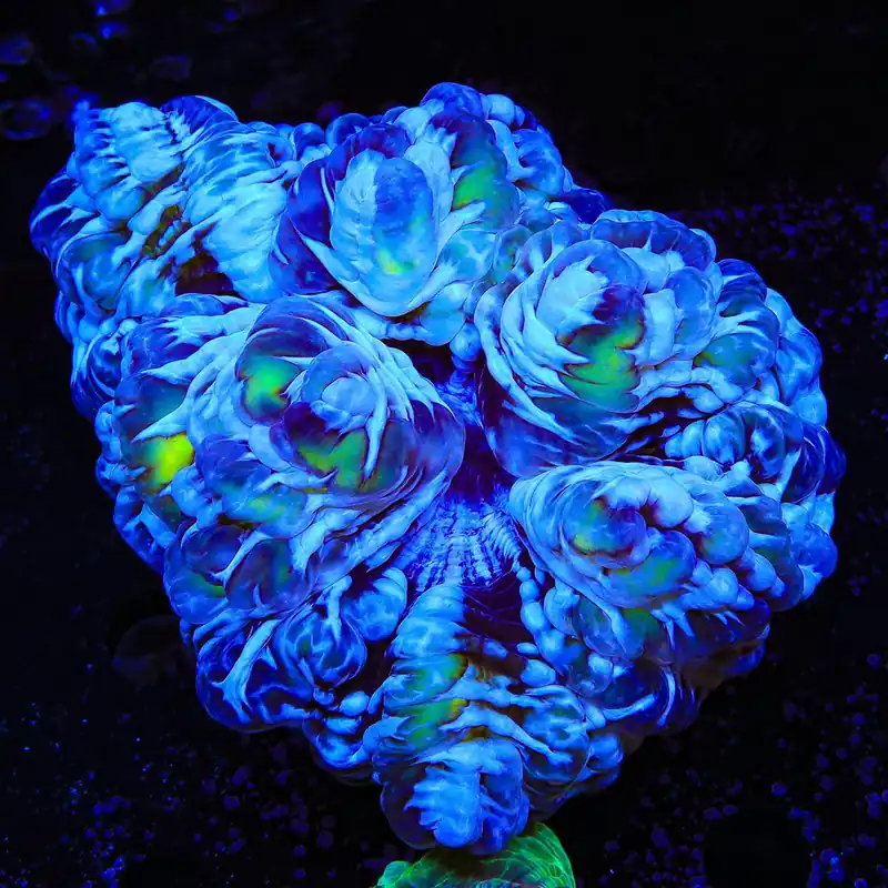 Ultra Indophyllia Coral - Top Shelf Aquatics