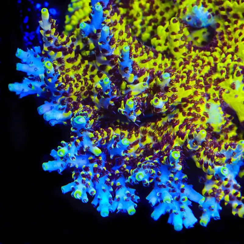 Afterparty Acropora Coral - TSA Coral