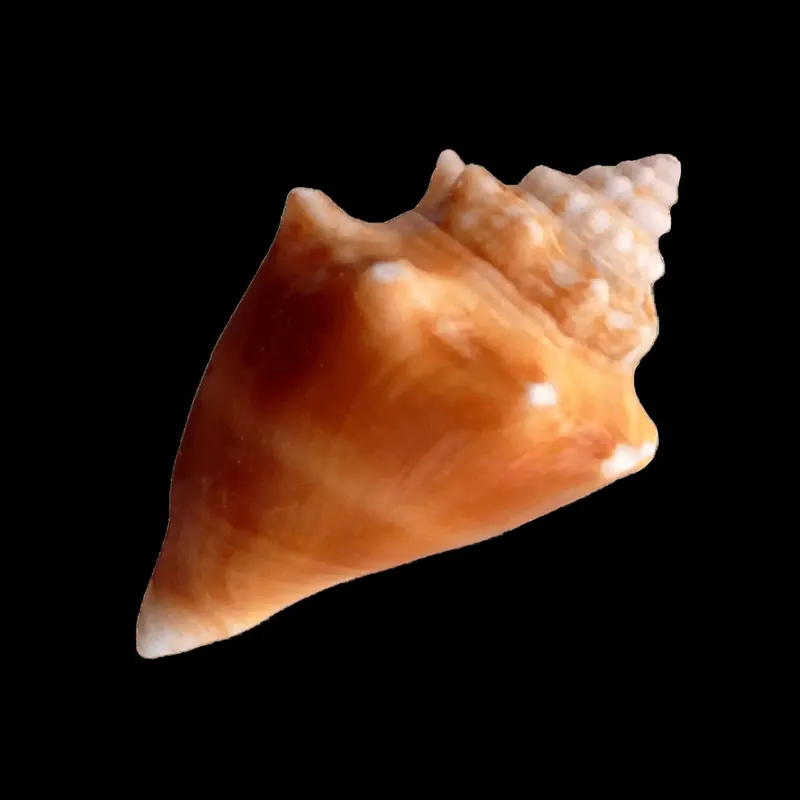 Fighting Conch - TSA Inverts
