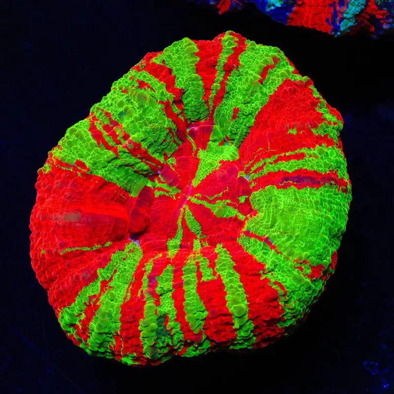 Bleeding Apple Scoly - Top Shelf Aquatics
